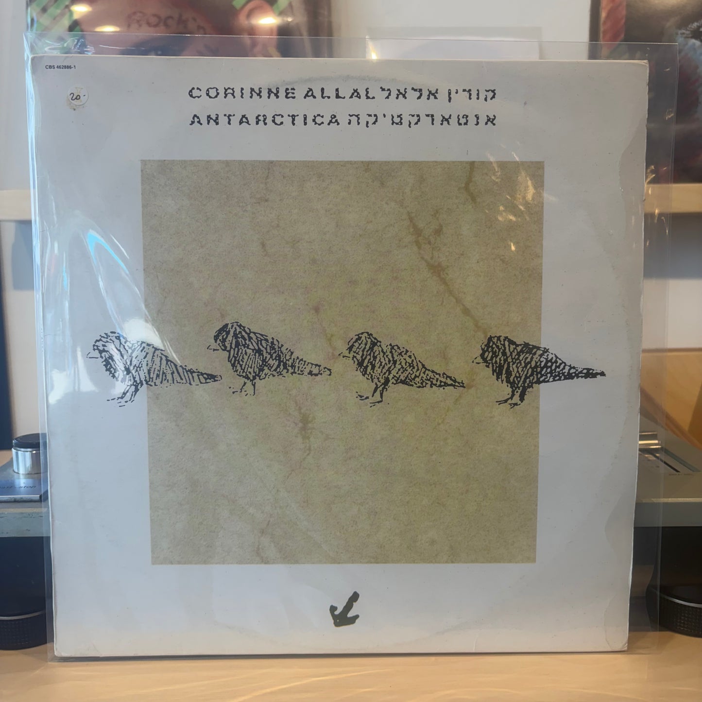קורין אלאל - אנטארקטיקה
